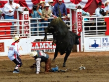 The Calgary Stampede